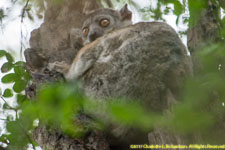 sportive lemur